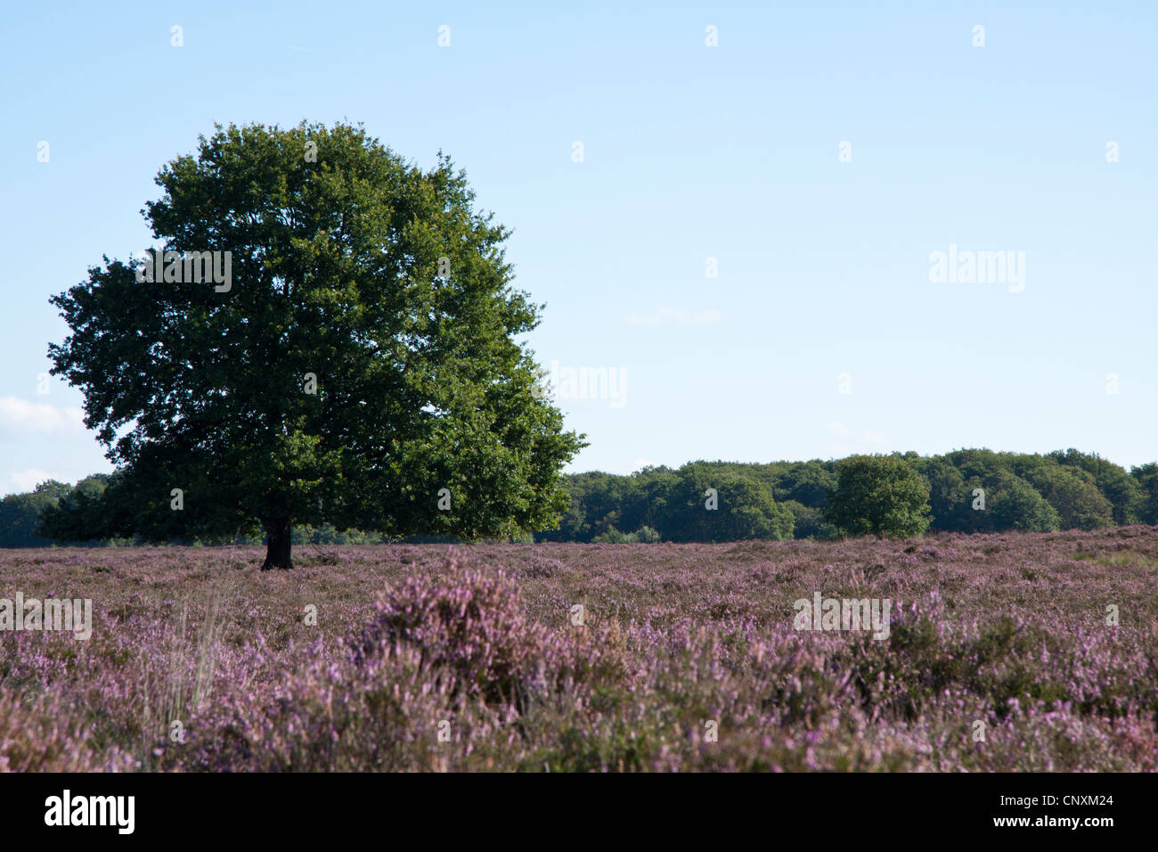 Arbre sur la Veluwe aux Pays-Bas Banque D'Images