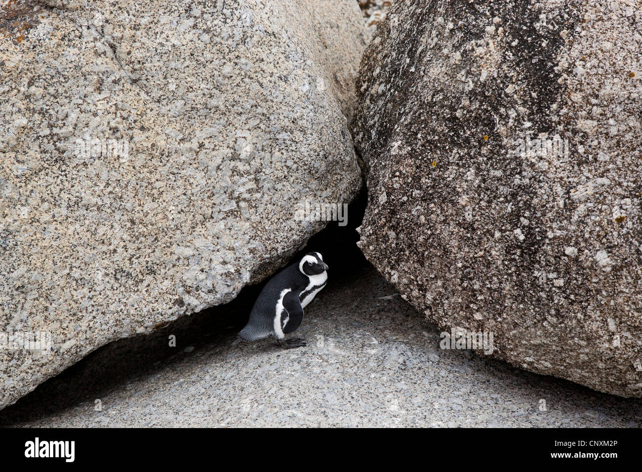 Un manchot sur les rochers à la plage de Boulders, Simon's Town, Afrique du Sud. Banque D'Images