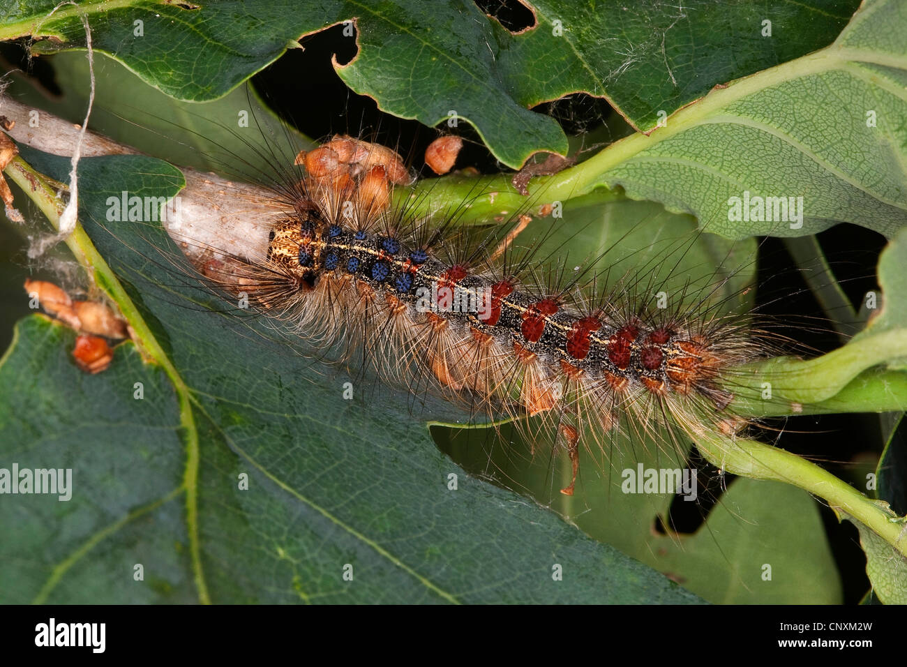 La spongieuse (Lymantria dispar), Caterpillar sur une branche de chêne, Allemagne Banque D'Images