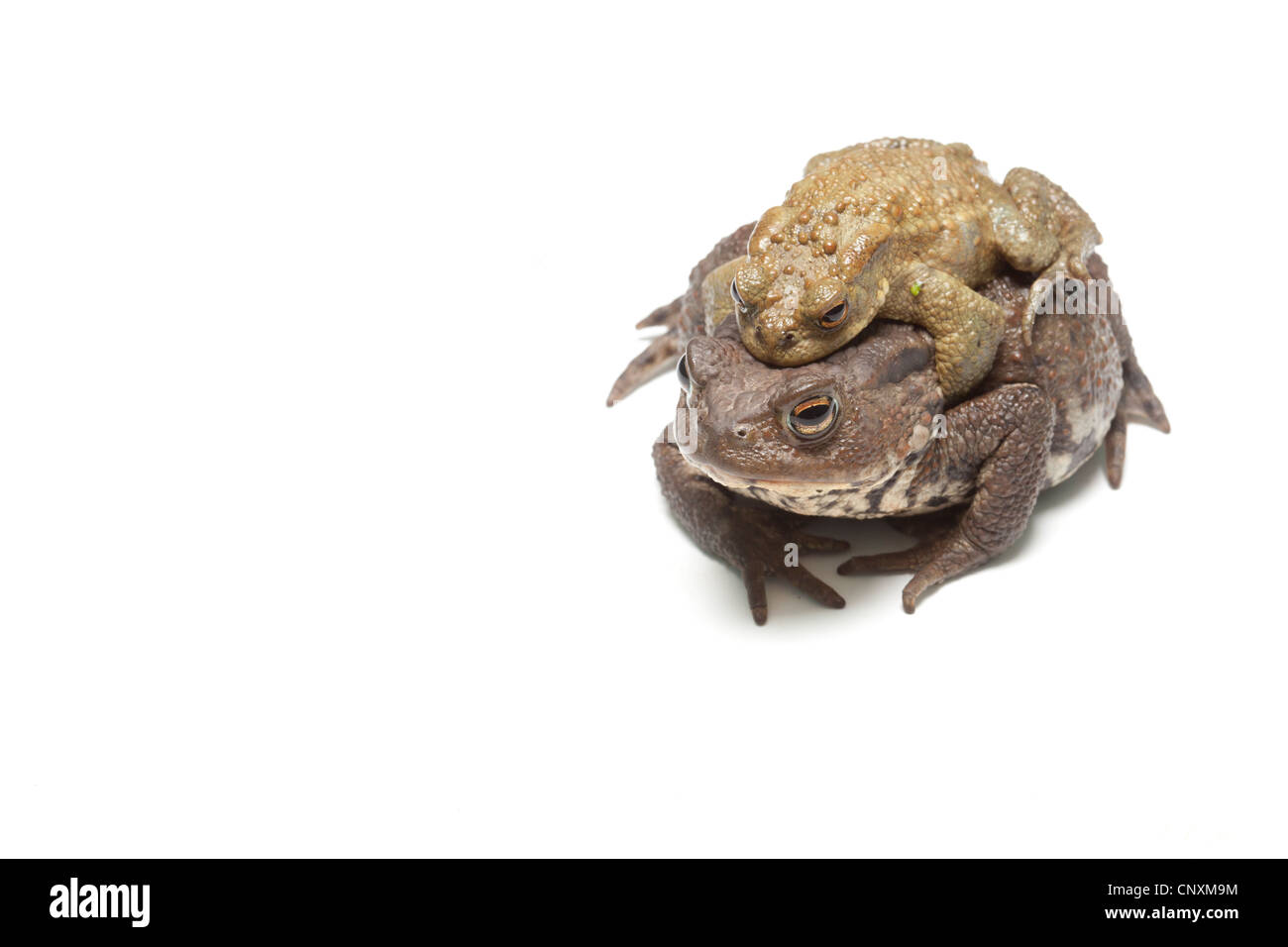 Les Crapauds communs on white Banque D'Images