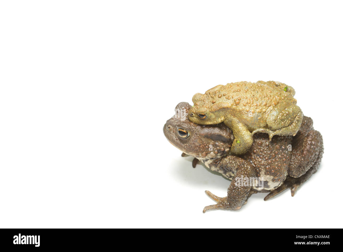 Les Crapauds communs on white Banque D'Images