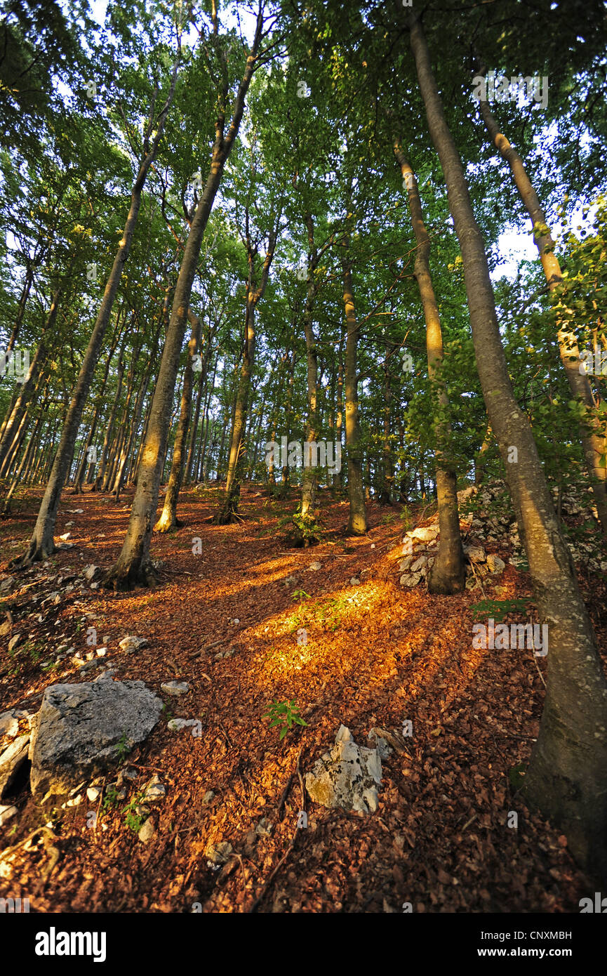 Vue sur le sol d'une forêt avec des taches de soleil, de Croatie, d'Ucka Naturpark Banque D'Images
