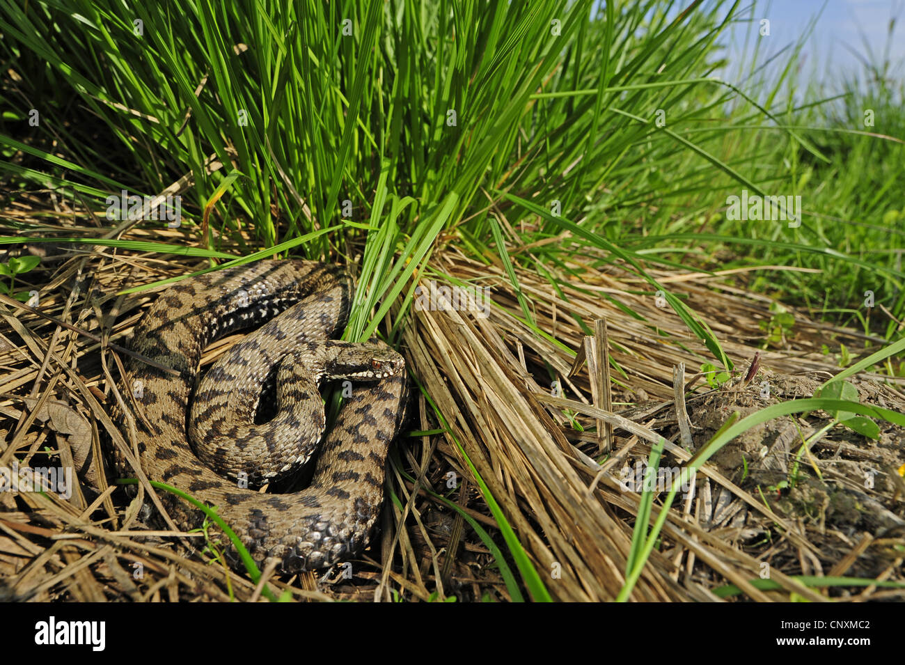 Adder, viper commun européen commun, Viper, viper (commune, Vipera berus Vipera berus bosniensis), homme en prenant un bain de soleil dans l'herbe qui se cache pour la proie, la Croatie, l'Enregistrer Tal Banque D'Images