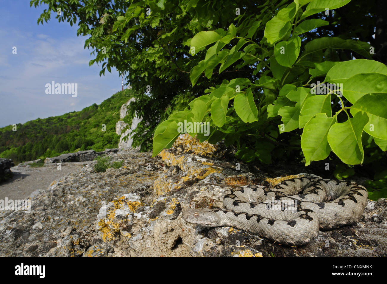 Sand Viper, vipère à cornes-nez (Vipera ammodytes), en venant de ses son hide-out, Croatie, Kalnik Banque D'Images