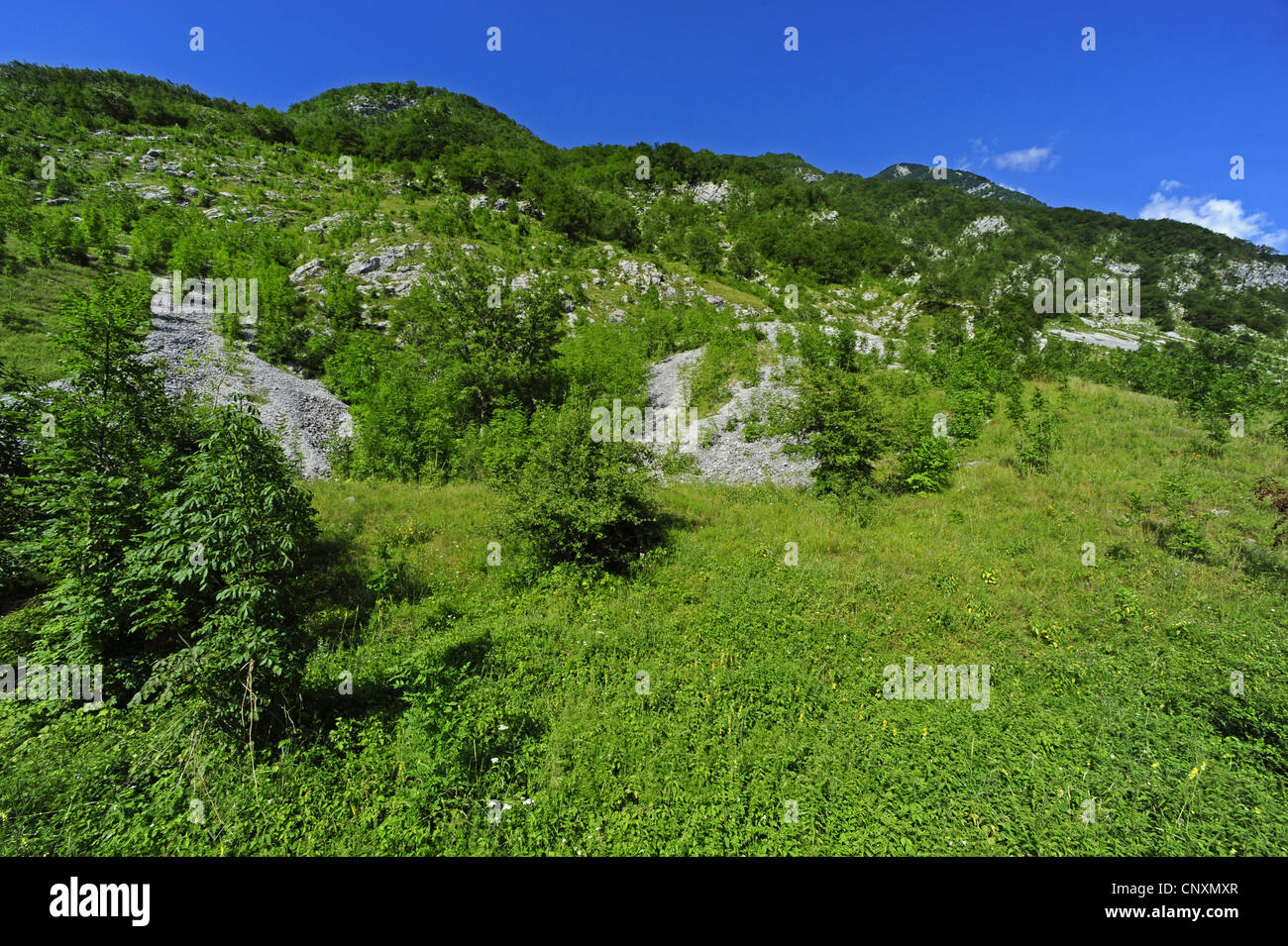 Gravier et cailloux, à flanc de montagne entre les herbes et les buissons, la Slovénie, l'Adac Banque D'Images