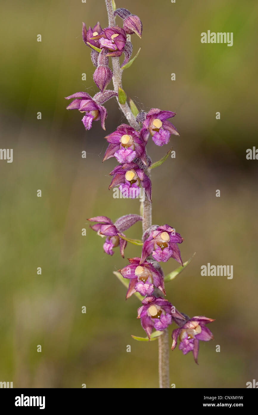 Rouge-foncé, helleborine Epipactis atrorubens (helleborine royal, Serapias atrorubens), fleurs, Allemagne Banque D'Images