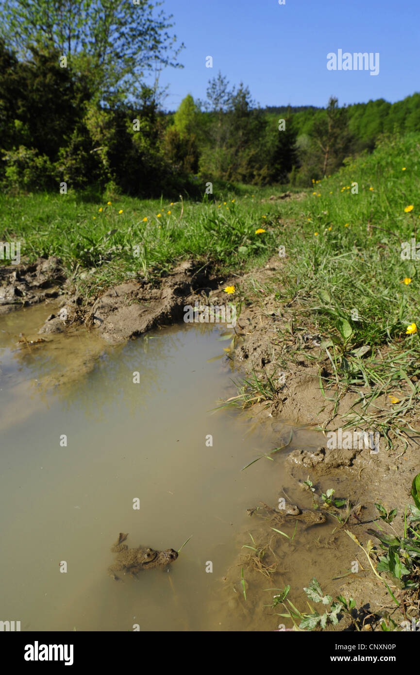 Crapaud à ventre jaune, crapaud yellowbelly, fire-toad (Bombina variegata), paire de roues en piste, Croatie, Istrie Banque D'Images