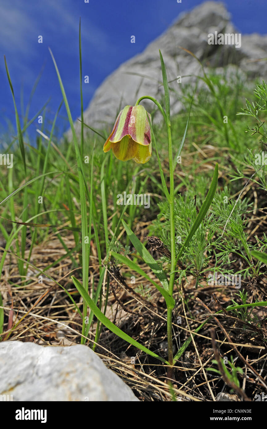 Fritillary (Fritillaria spec.), dans le parc naturel de Velebit fritillary, Croatie, Velebit Naturpark Banque D'Images