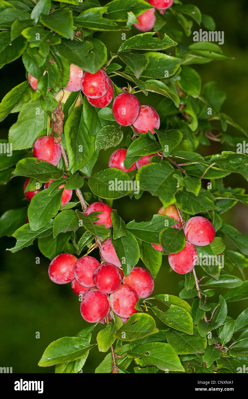 Cherry Plum, le Myrobolan prunier (Prunus cerasifera), branche avec fruits, Allemagne Banque D'Images