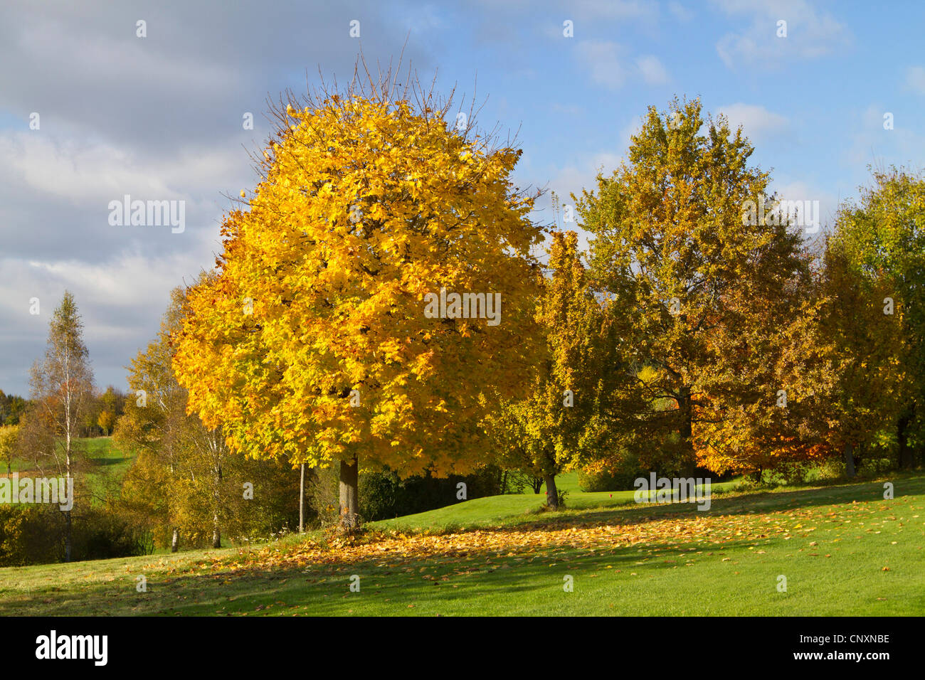 Érable de Norvège (Acer platanoides), arbre aux feuilles jaunes en automne, l'Allemagne, la Bavière Banque D'Images