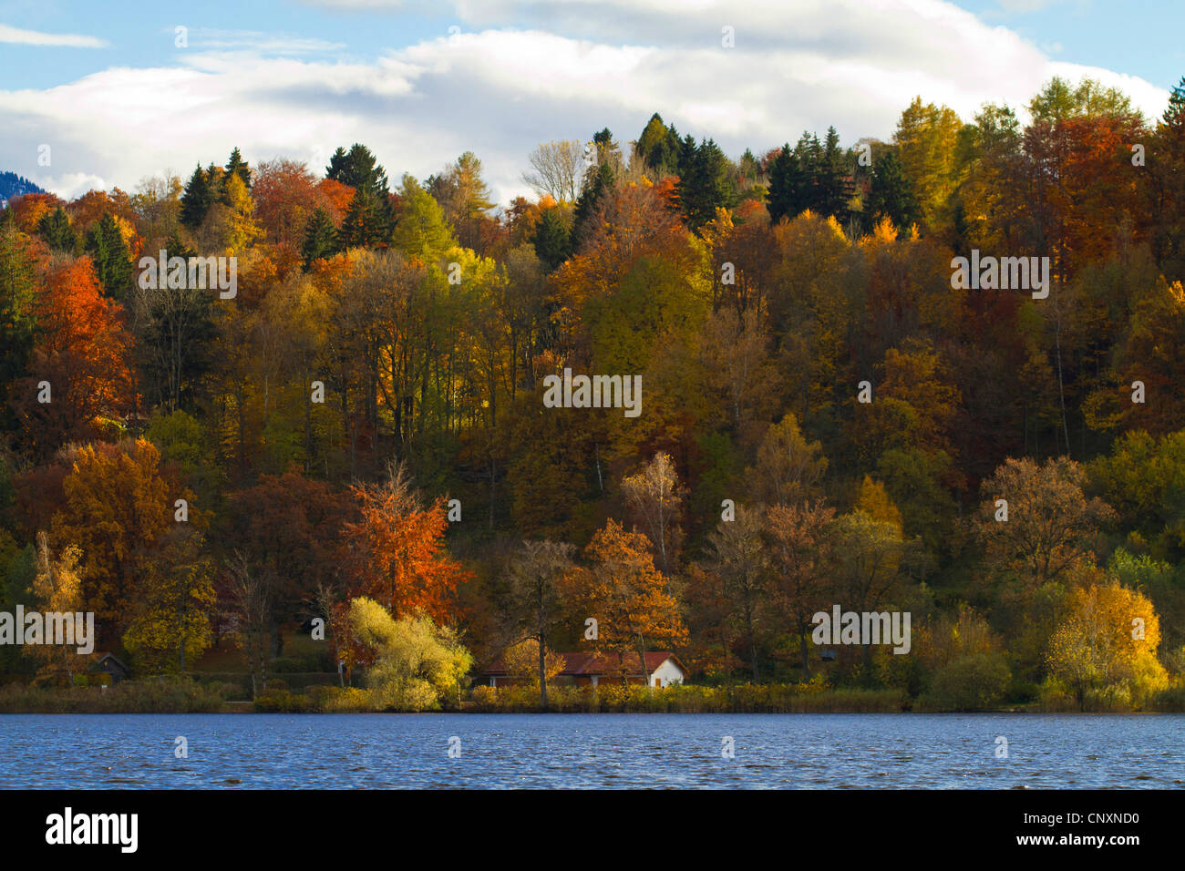 Forêt d'automne au bord du lac, l'Allemagne, Bavière, Staffelsee Banque D'Images