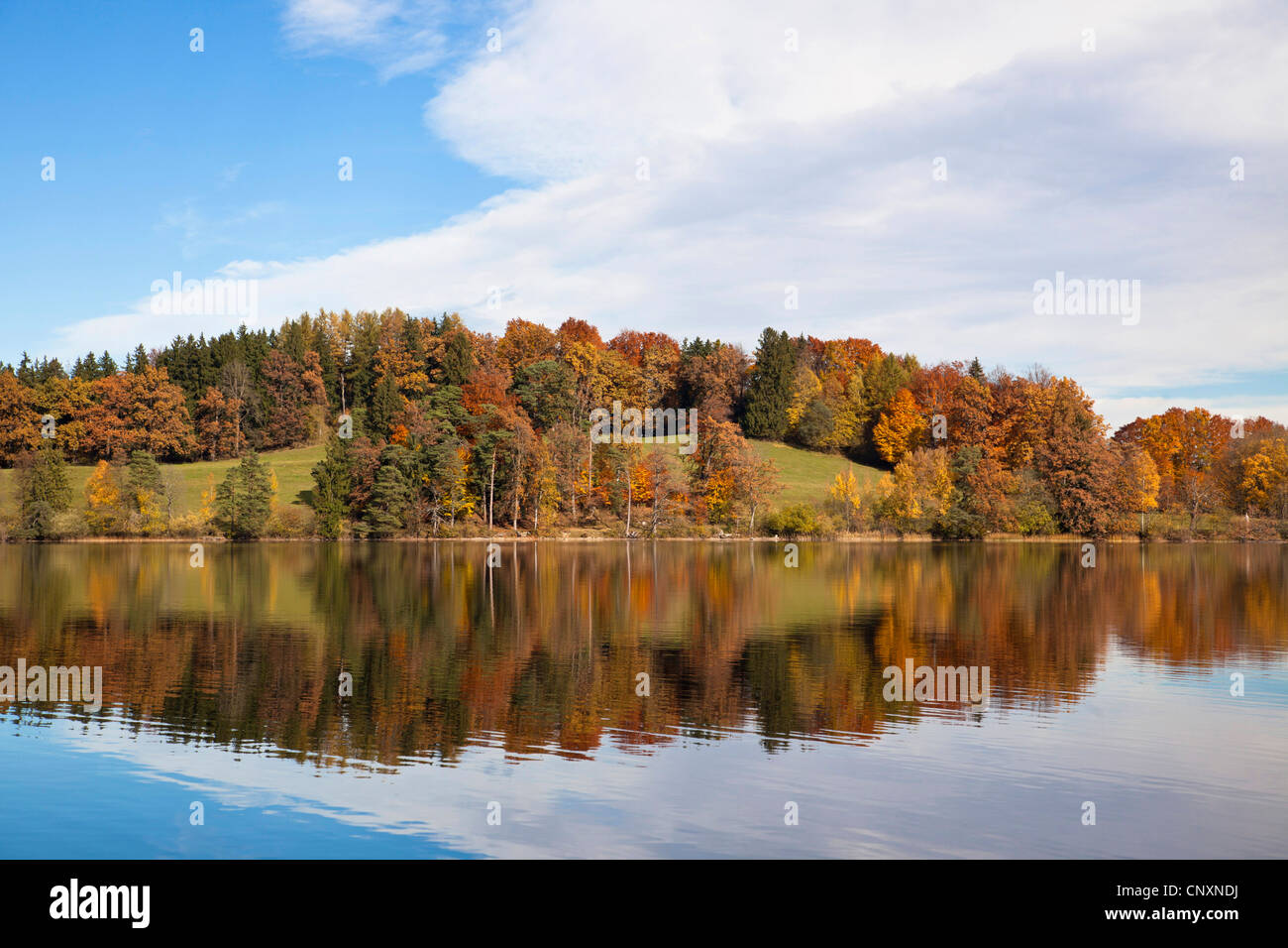 Forêt d'automne sur l'île de Woerth , Allemagne, Bavière, Staffelsee Banque D'Images