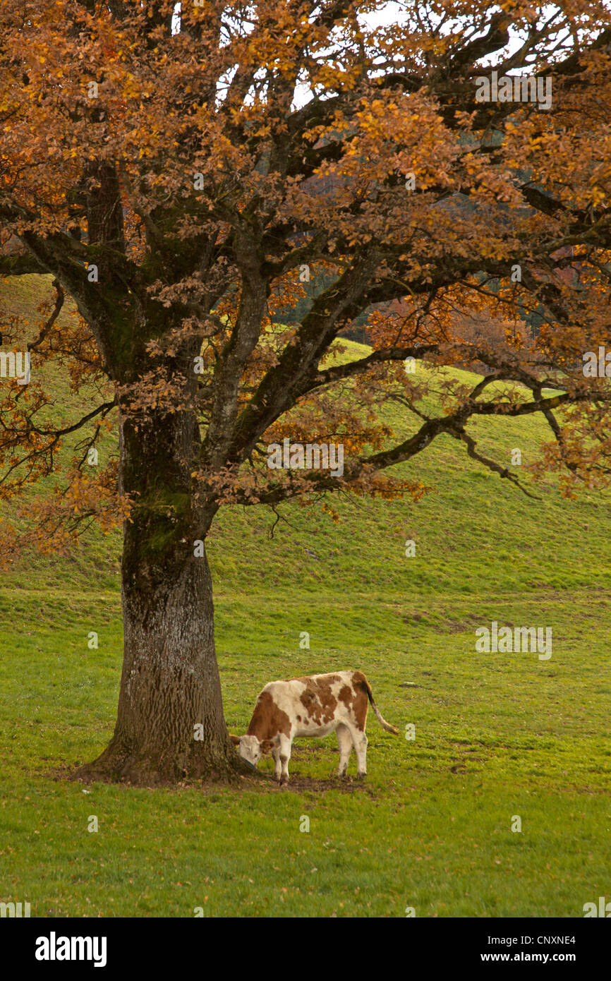 Les bovins domestiques (Bos primigenius f. taurus), debout sous un chêne à l'automne, l'Allemagne, la Bavière Banque D'Images