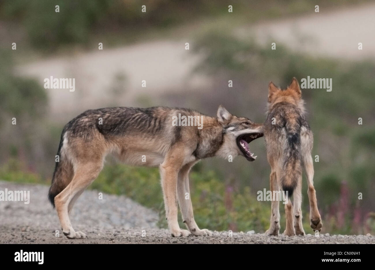 Le loup (Canis lupus) dans la dominance afficher le parc national Denali, en Alaska. Banque D'Images