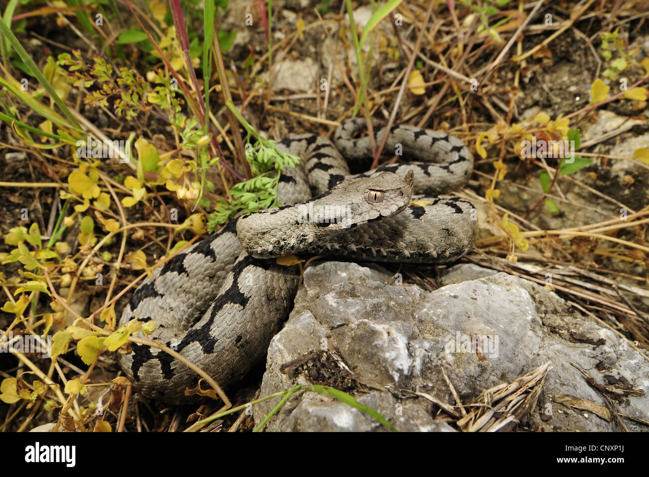 Sand Viper, vipère à cornes-nez (Vipera ammodytes), homme, la Croatie, l'Kalnikow Banque D'Images