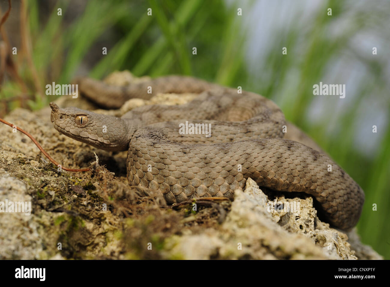 Sand Viper, vipère à cornes-nez (Vipera ammodytes), jeune femme, la Croatie, l'Kalnikow Banque D'Images
