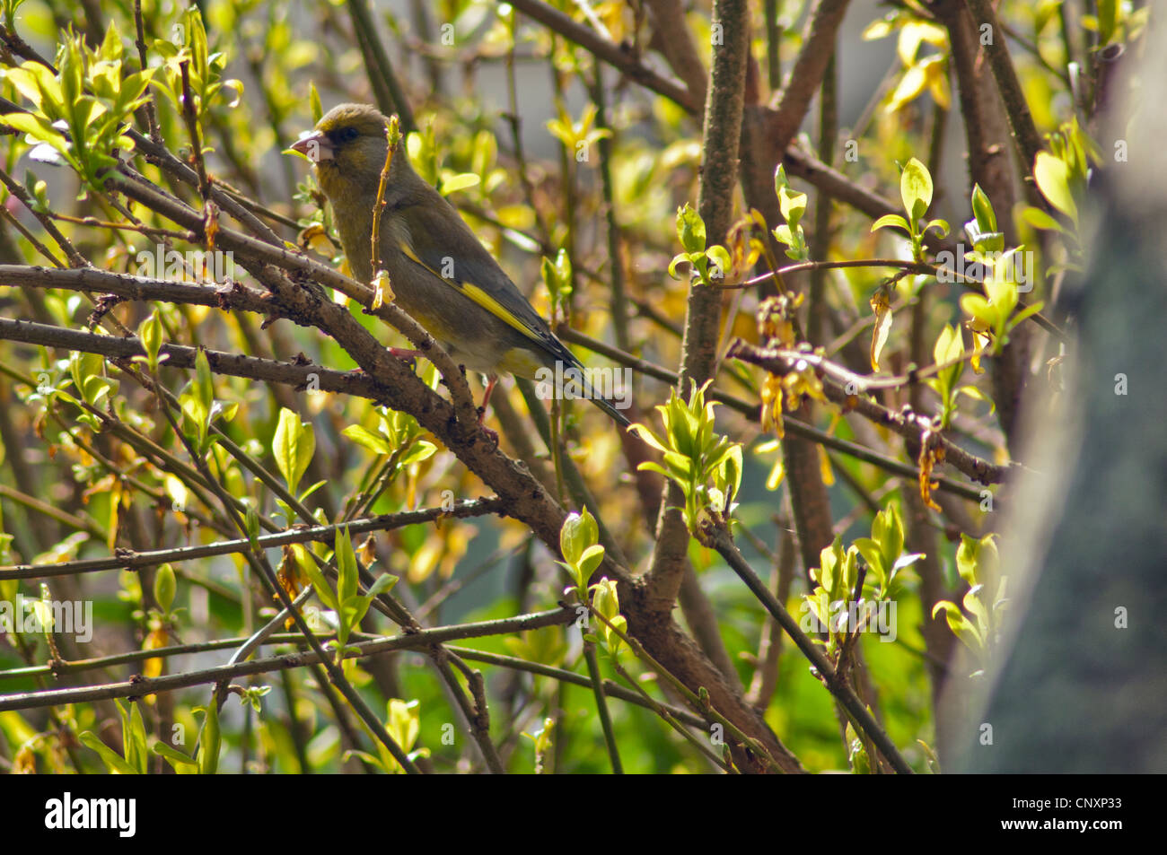 Finch vert en Bush au printemps Banque D'Images