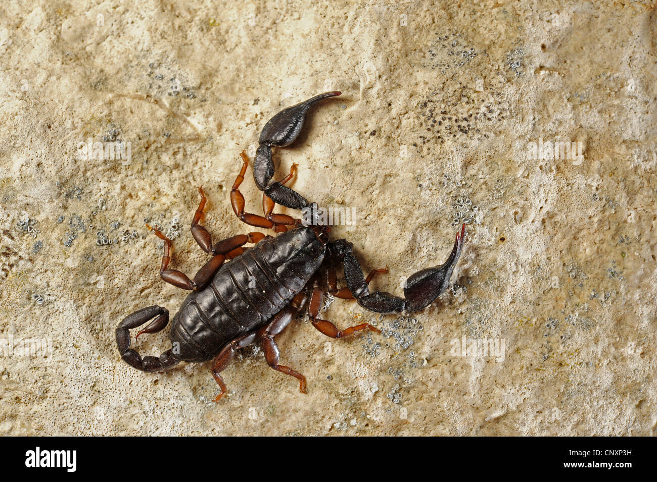 Scorpion Euscorpius italicus (italien), assis sur un rocher, la Croatie, Istrie, Dvigrad Banque D'Images