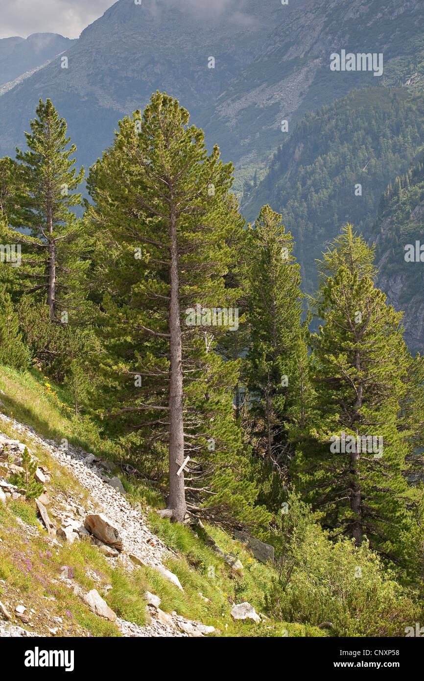 En pin cembro, arolla pin (Pinus cembra), dans les Alpes Banque D'Images
