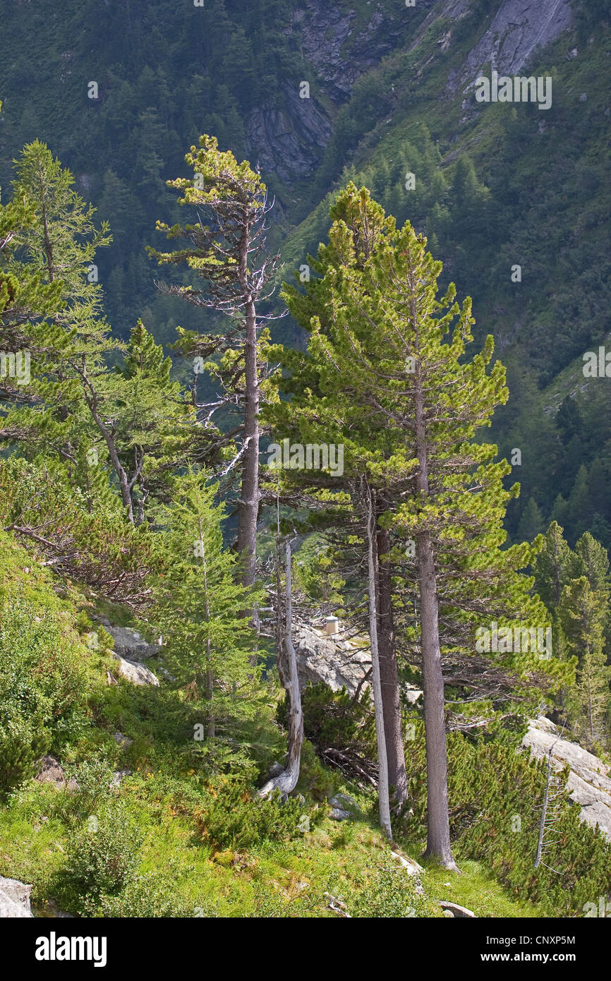 En pin cembro, arolla pin (Pinus cembra), dans les Alpes Banque D'Images