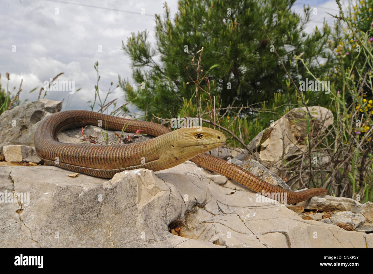 Verre européen lézard, lézard de verre blindé (Ophisaurus apodus, Pseudopus apodus), allongé sur un rocher, Croatie Banque D'Images