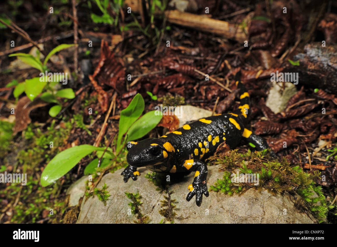 Salamandre terrestre européen (Salamandra salamandra), sur le terrain, la Slovénie, la vallée de la soca, Stol Banque D'Images