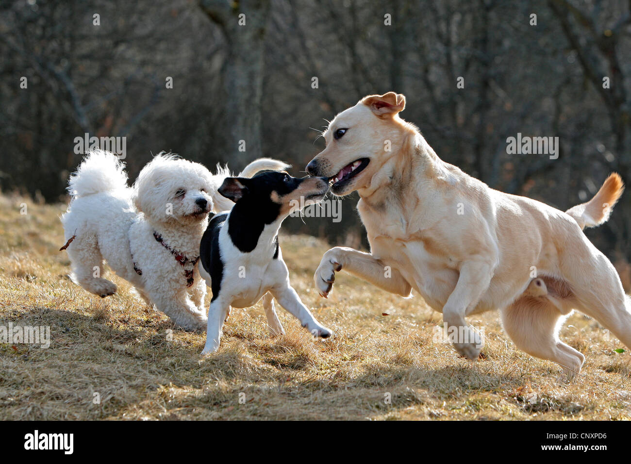 Chien domestique (Canis lupus f. familiaris), Bichon fris, Jack Russell Terrier et du Labrador Retriever jouant dans le pré Banque D'Images