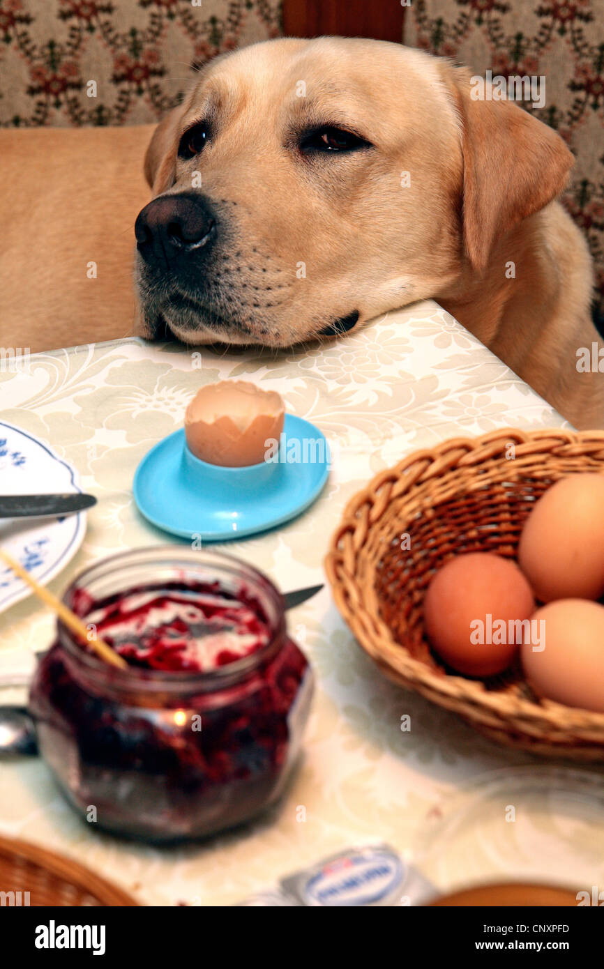 Labrador Retriever (Canis lupus f. familiaris), à la mendicité à la table du petit déjeuner Banque D'Images