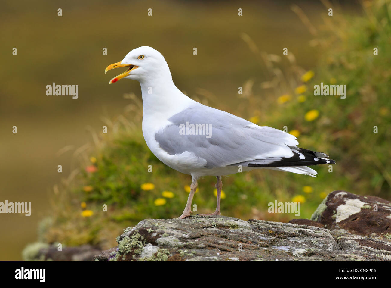 Yellow-legged Gull (Larus michahellis, Larus cachinnans michahellis), assis sur un rocher, appelant, Royaume-Uni, Ecosse, Handa Island Banque D'Images