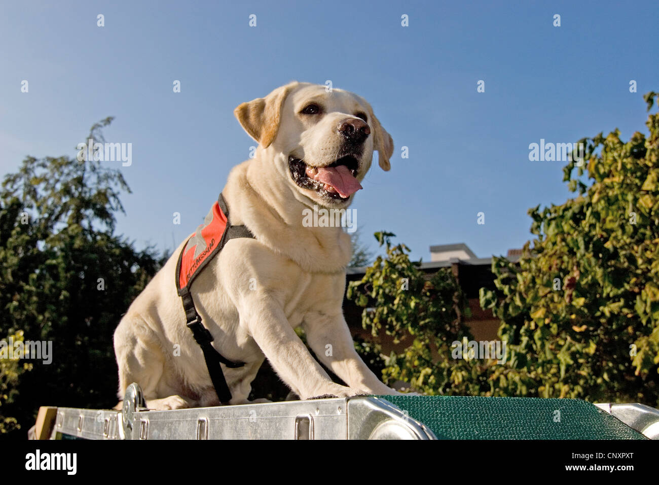 Labrador Retriever (Canis lupus f. familiaris), assis sur une échelle Banque D'Images
