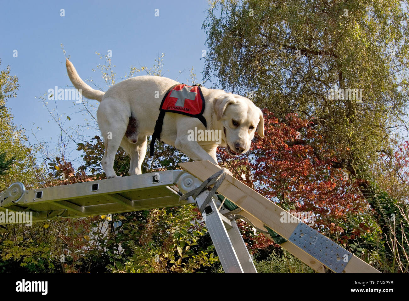 Labrador Retriever (Canis lupus f. familiaris), escalade d'une échelle Banque D'Images