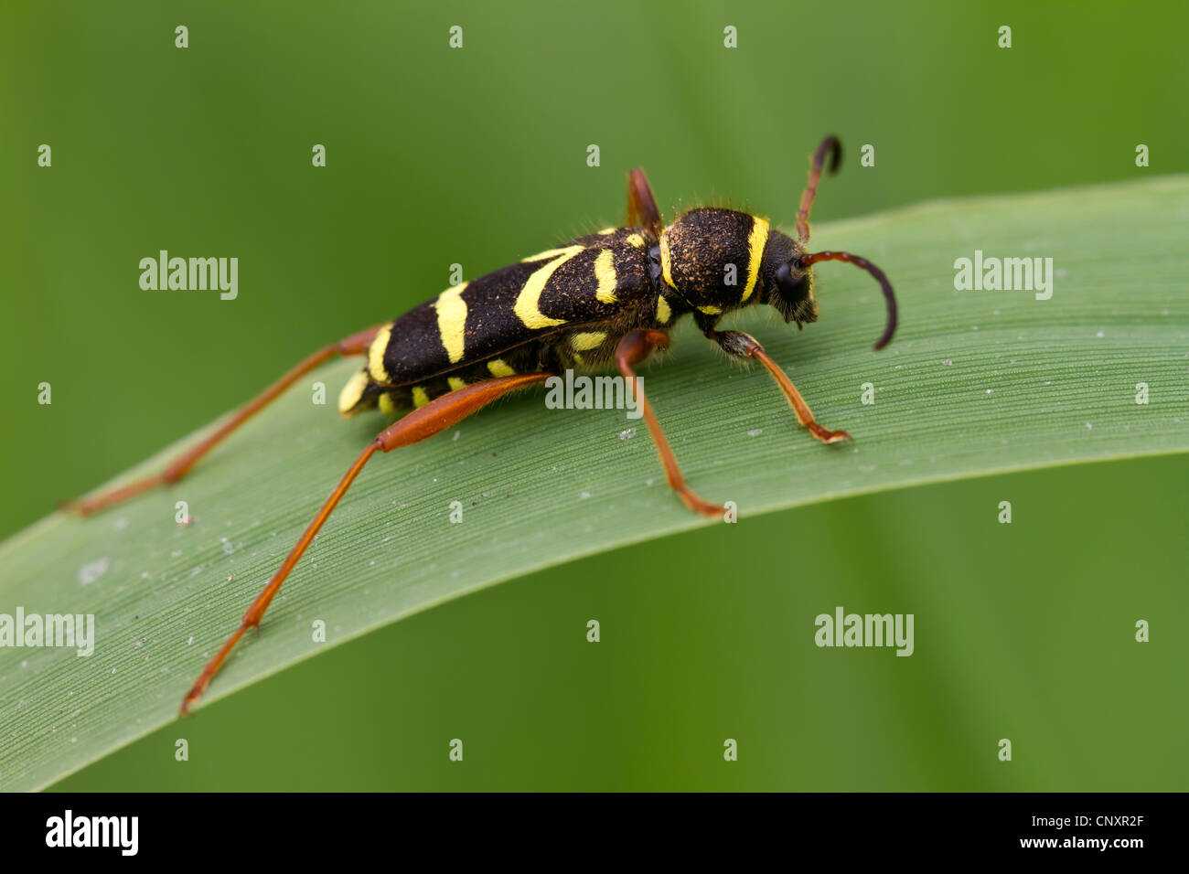 Wasp beetle (Clytus arietis), assis sur un brin d'herbe, de l'Allemagne, en Rhénanie du Nord-Westphalie, Rheine-Elte Banque D'Images