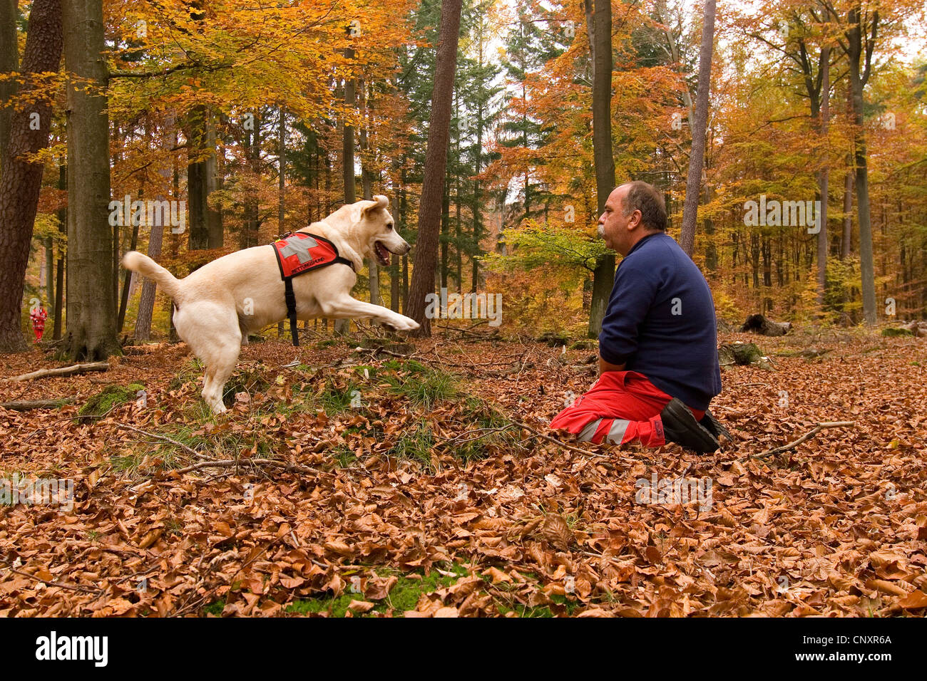 Labrador Retriever (Canis lupus f. familiaris), propriétaire de chien jouant avec rescue dog en forêt d'automne Banque D'Images