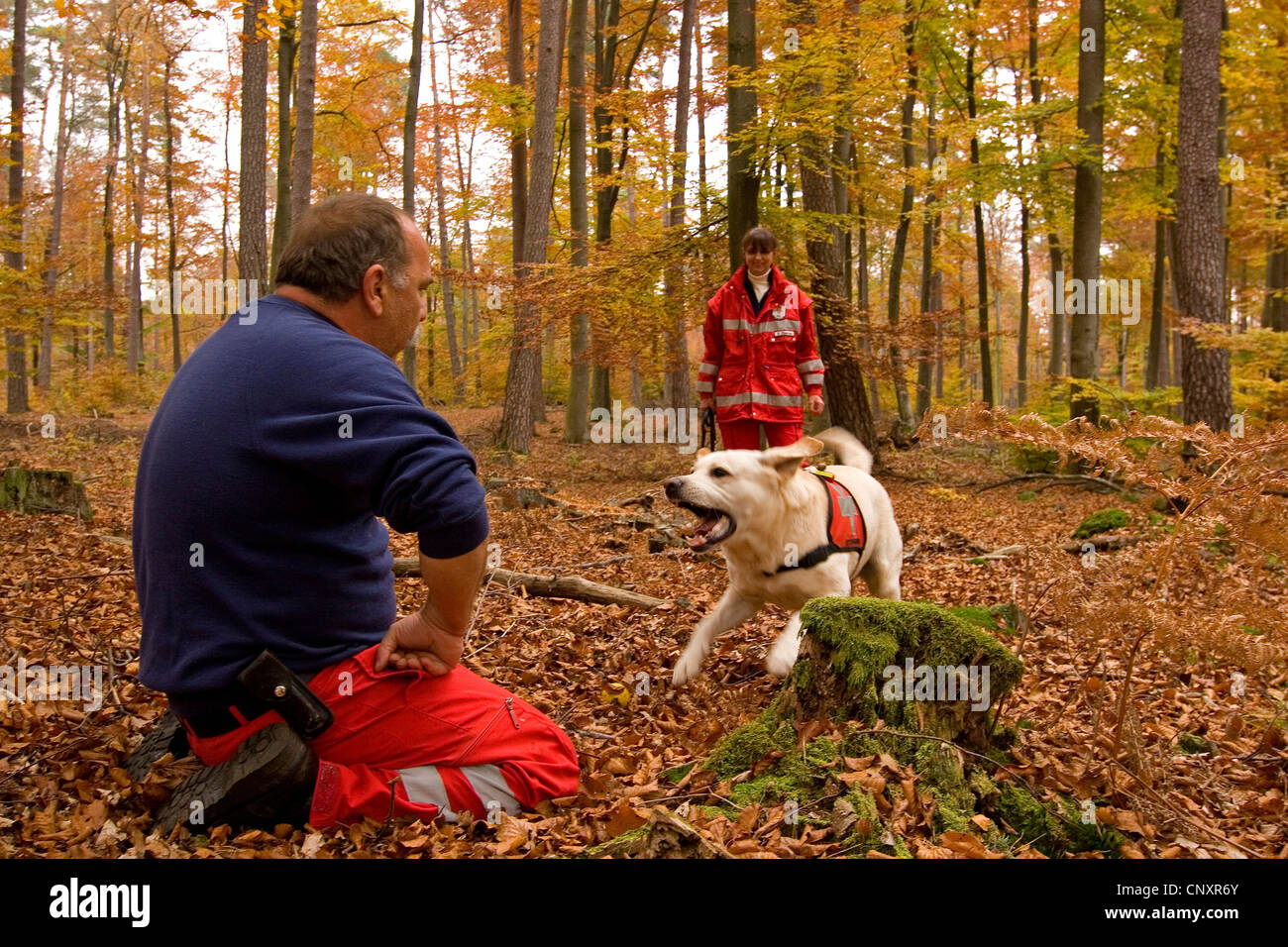 Labrador Retriever (Canis lupus f. familiaris), chien de recherche et de sauvetage avec des instructeurs en forêt d'automne Banque D'Images