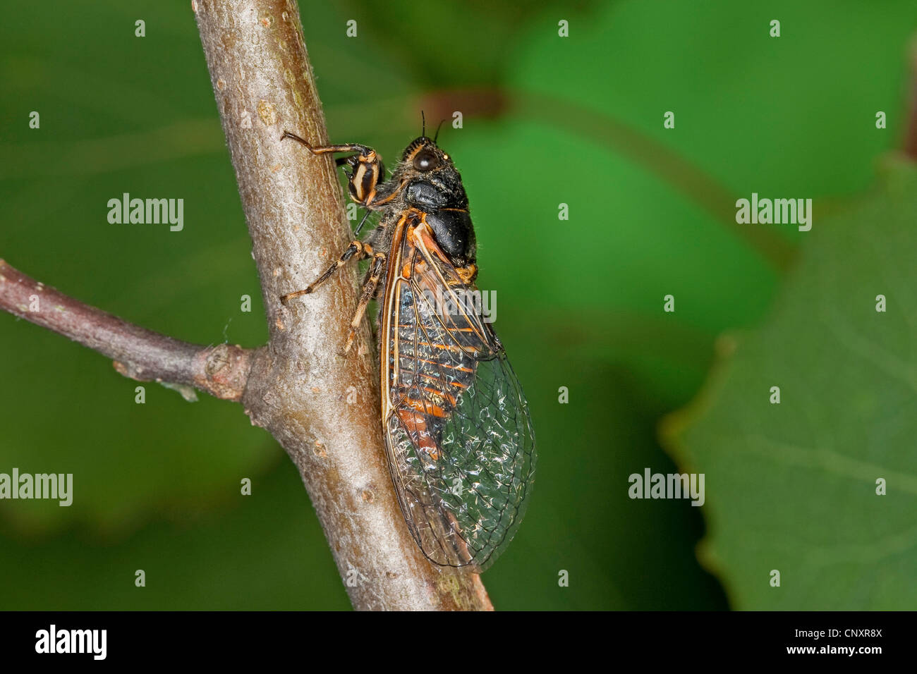 Nouvelle Forêt cigale (Cicadetta montana), assis à une succursale, Allemagne Banque D'Images