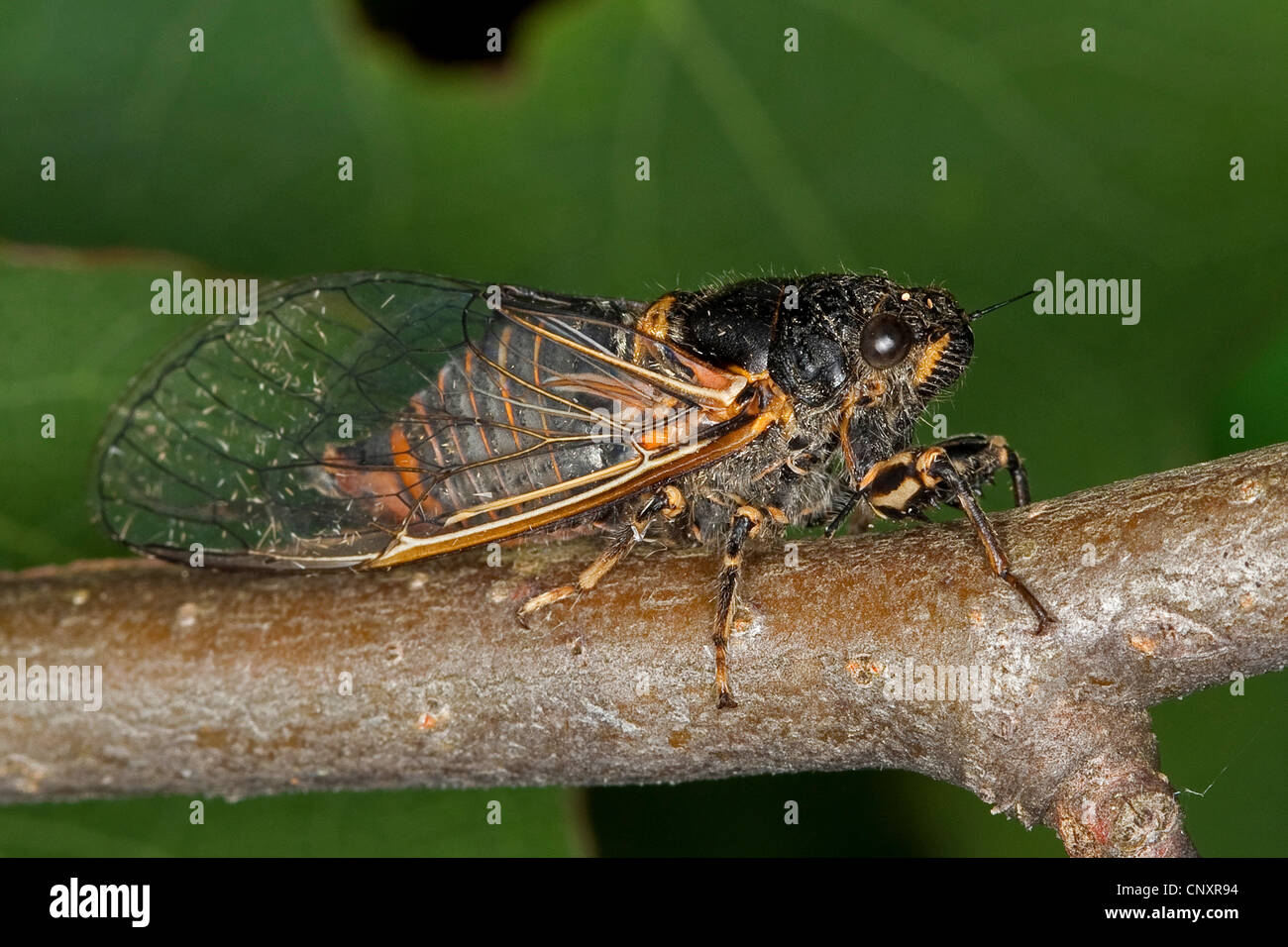 Nouvelle Forêt cigale (Cicadetta montana), assis à une succursale, Allemagne Banque D'Images