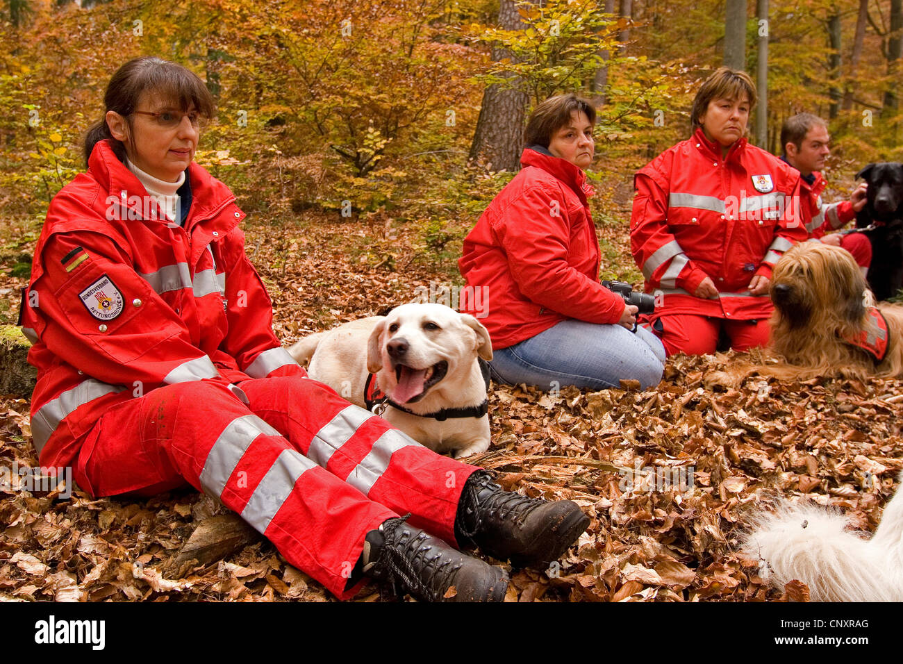 Labrador Retriever (Canis lupus f. familiaris), exposé de formateurs avec les chiens de recherche et de sauvetage dans la forêt d'automne Banque D'Images