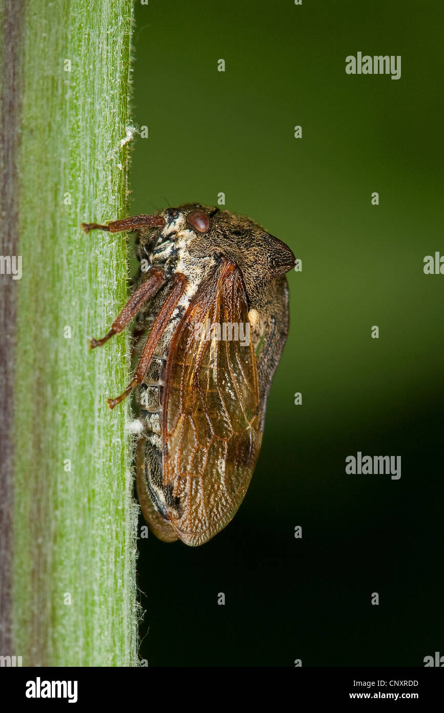 Treehopper cornu (Centrotus cornutus), assis à une pousse, Allemagne Banque D'Images