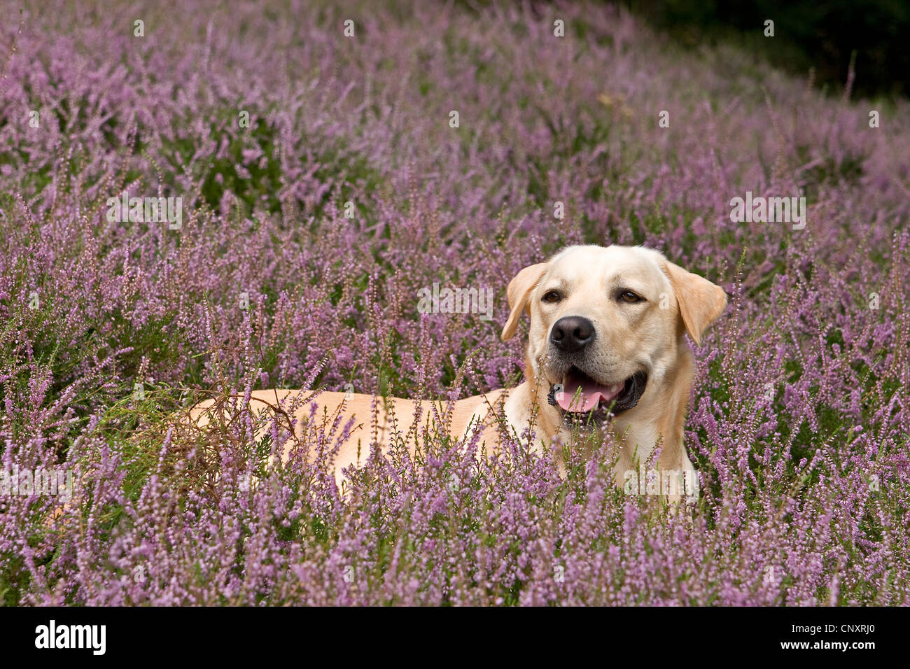 Labrador Retriever (Canis lupus f. familiaris), situé à Heath Banque D'Images