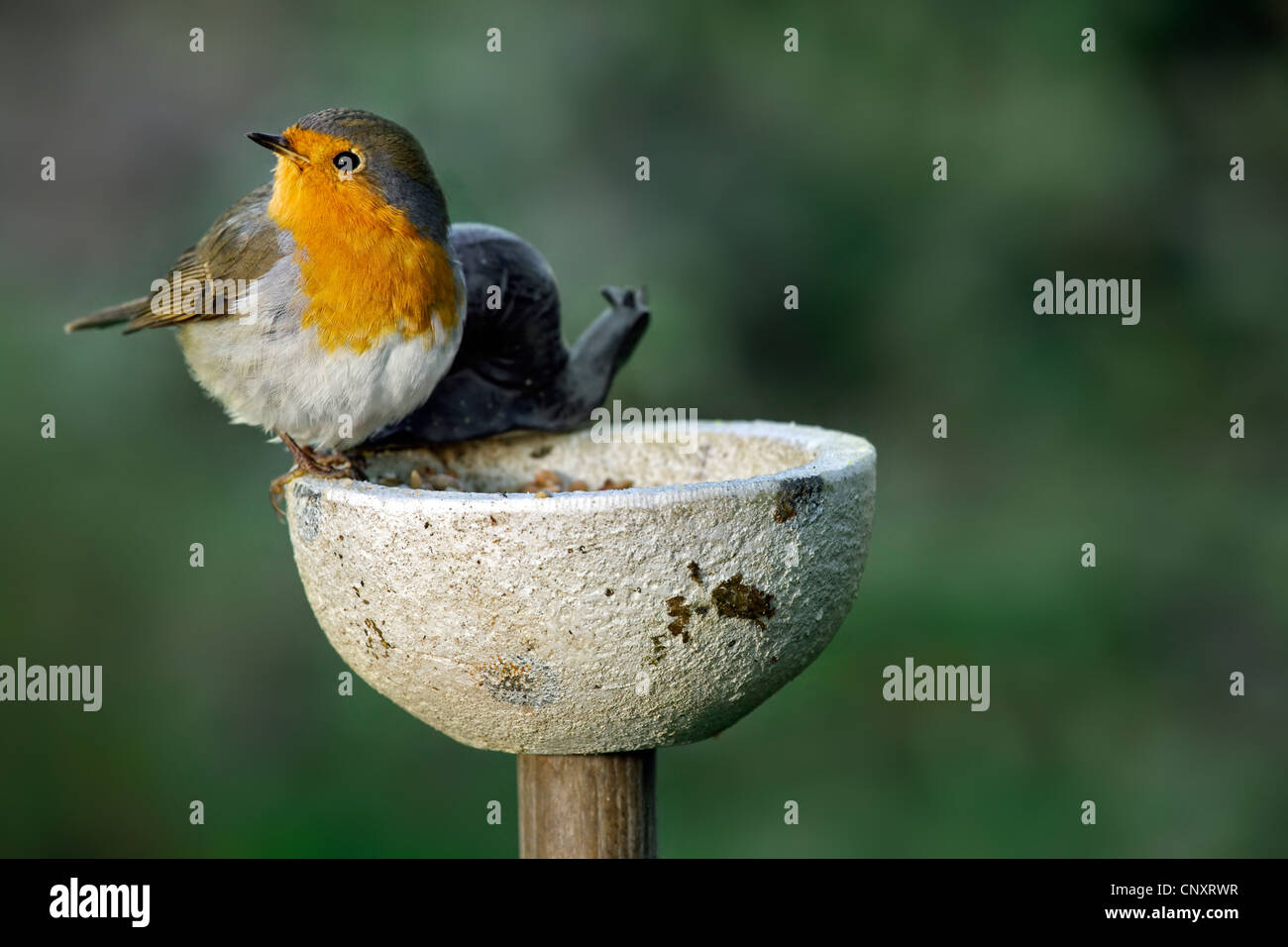 European robin (Erithacus rubecula aux abords) s'alimenter à mangeoire en jardin, Belgique Banque D'Images