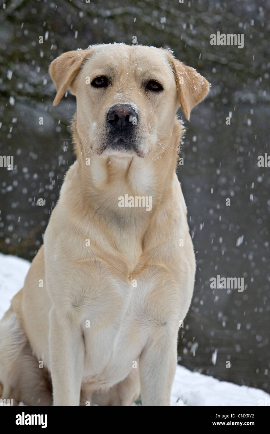 Labrador Retriever (Canis lupus f. familiaris), sitting in snow Banque D'Images