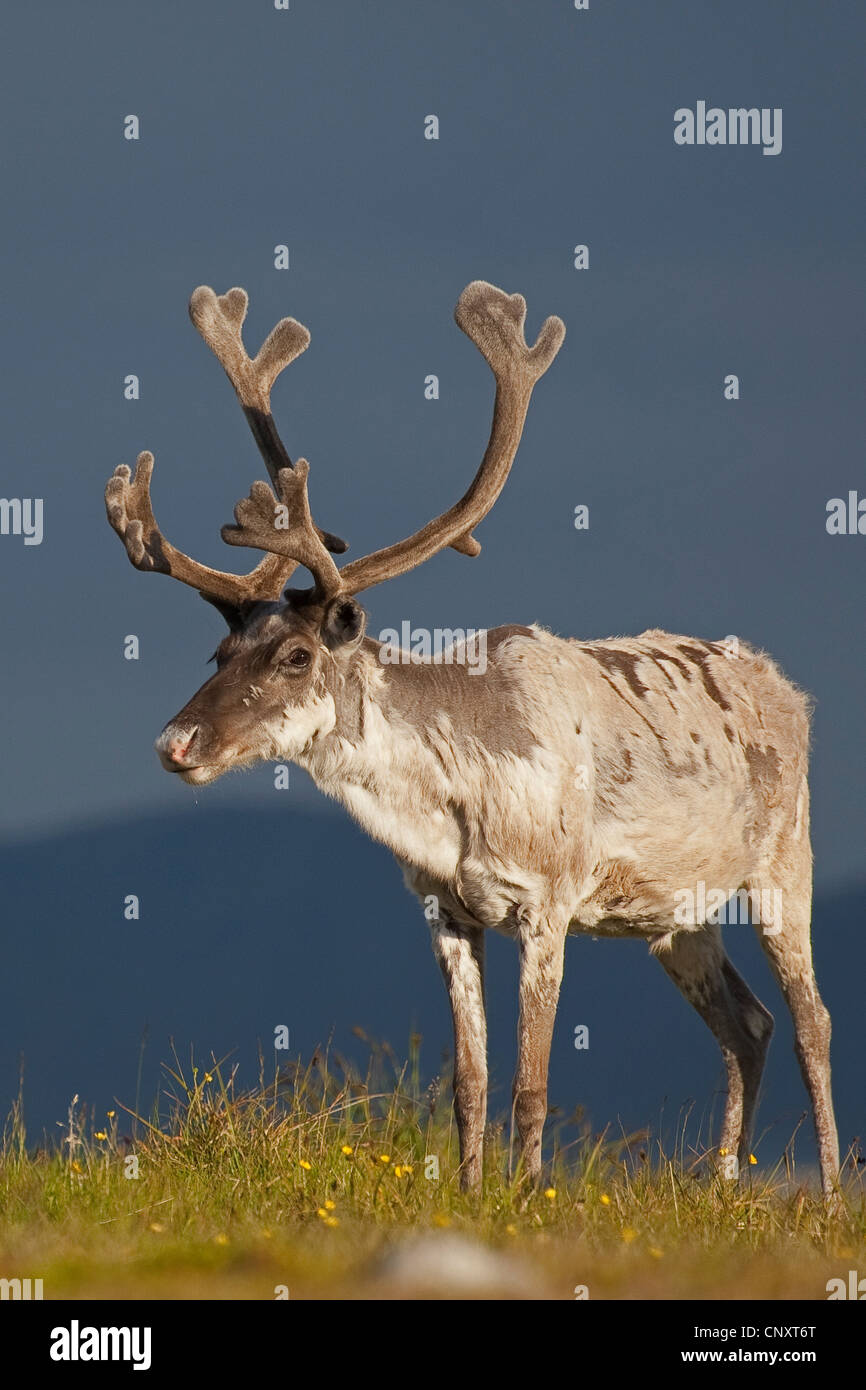 Le renne d'Europe, le caribou (Rangifer tarandus), dans un pré, la Norvège Banque D'Images