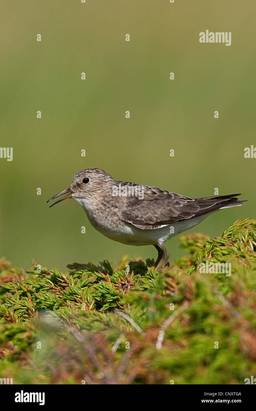 Le travail de Temminck (Calidris temminckii), assis sur une plante appelant Banque D'Images