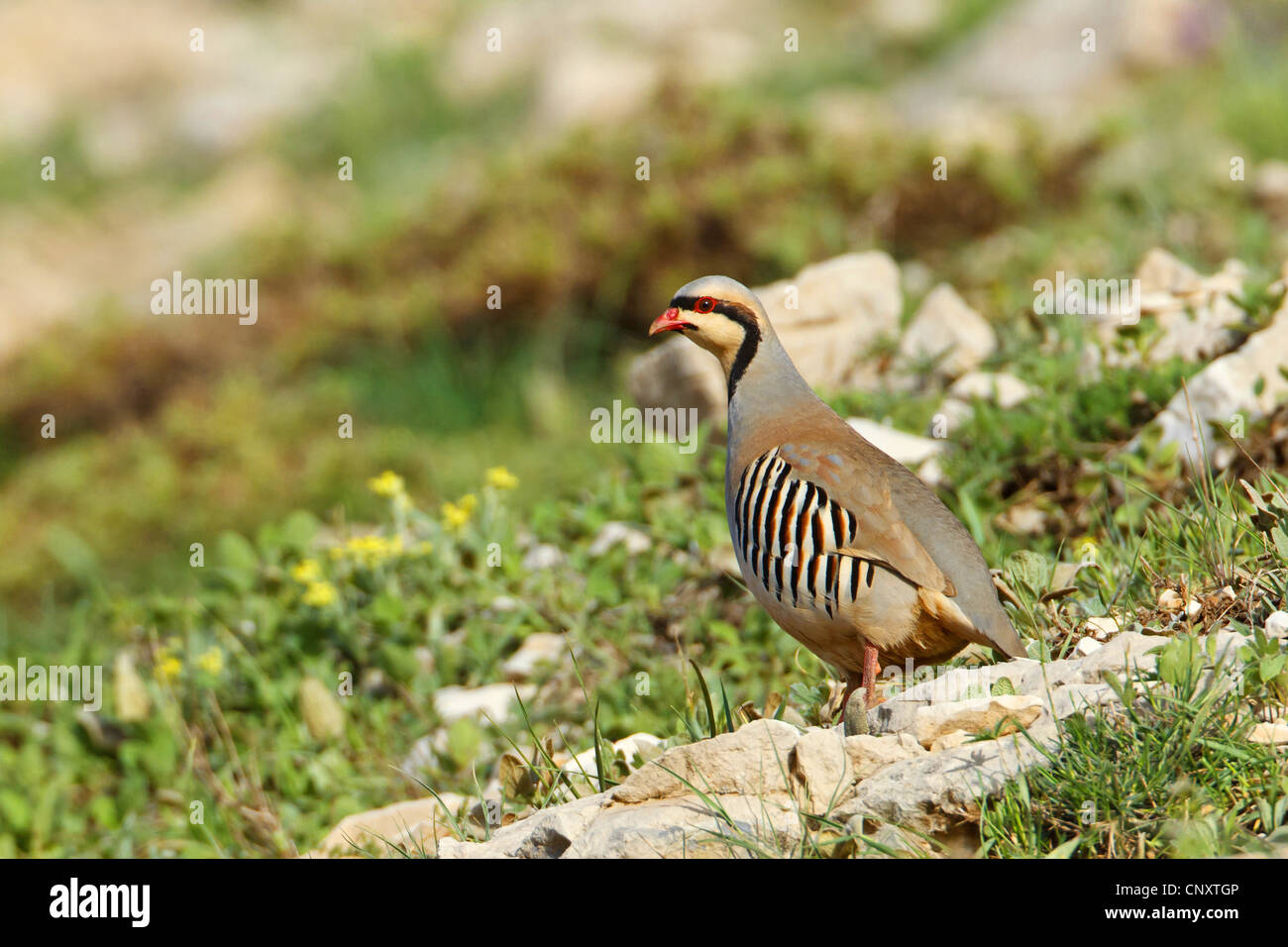 Chukar Alectoris chukar perdrix), assis sur le sol sur une pierre, la Turquie, l'Adyaman, Le Nemrut Dagi, Karadut Banque D'Images