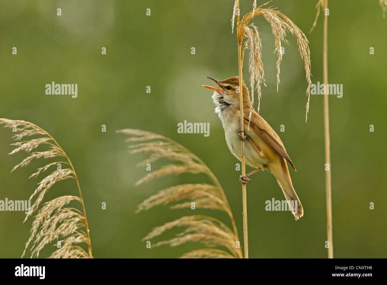 Grand reed warbler (Acrocephalus arundinaceus), assis à reed chanter, Turquie, Sanliurfa, Birecik gravières, Birecik Banque D'Images