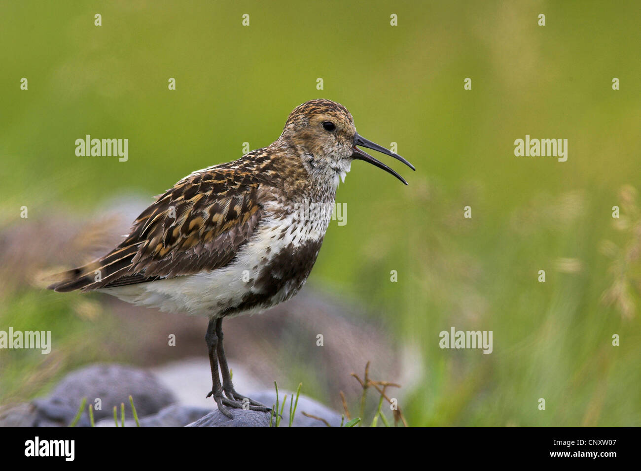 Le Bécasseau variable (Calidris alpina), appelant, l'Islande, Glasgow Banque D'Images