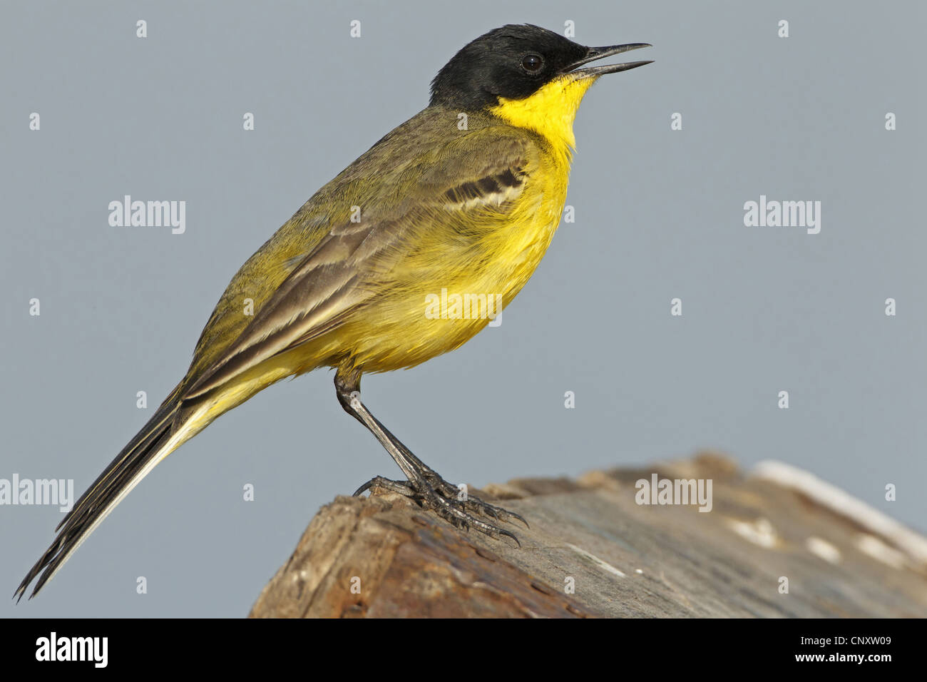 Bergeronnette printanière-noir (Motacilla flava feldegg, Motacilla feldegg), assis sur le bois équarri, Turquie, Silifke, Goeksu Delta, Silifke Banque D'Images