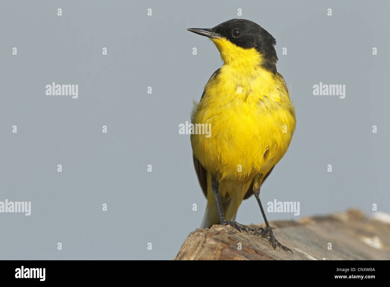 Bergeronnette printanière-noir (Motacilla flava feldegg, Motacilla feldegg), assis sur le bois équarri, Turquie, Silifke, Goeksu Delta, Silifke Banque D'Images