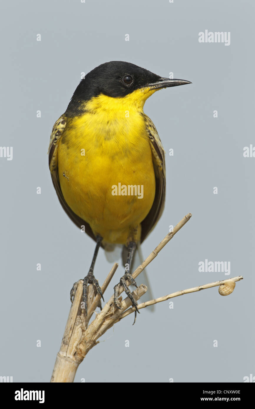 Bergeronnette printanière-noir (Motacilla flava feldegg, Motacilla feldegg), assis sur une branche, la Turquie, Silifke, Goeksu Delta, Silifke Banque D'Images
