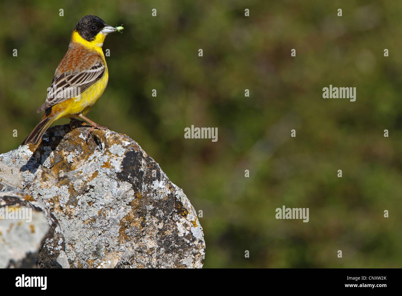 À tête noire (Emberiza melanocephala), homme assis sur un rocher avec des insectes pris dans son bec, la Turquie, Gaziantep, Durnalik Banque D'Images